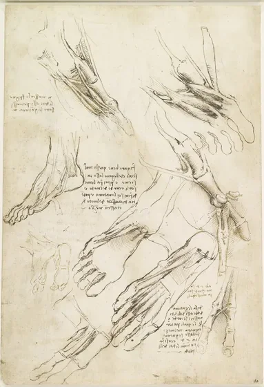 Études anatomiques du pied