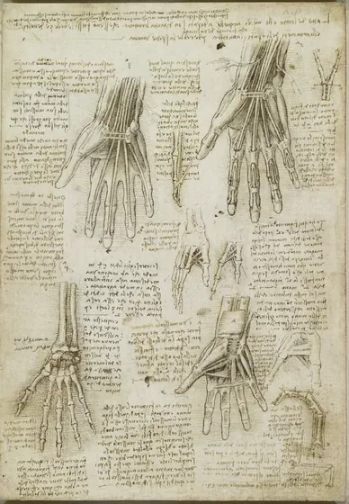 Études anatomiques de la main