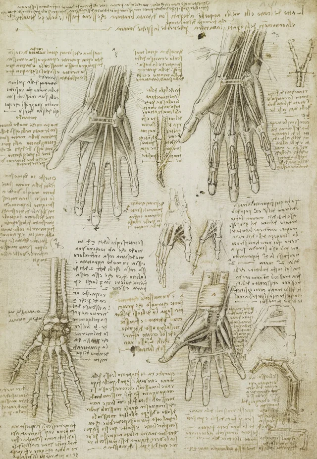 Estudios anatómicos de la mano, Leonardo da Vinci