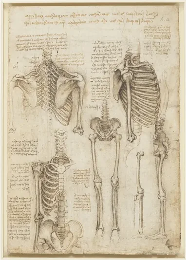 Anatomical Studies of the Human Skeleton