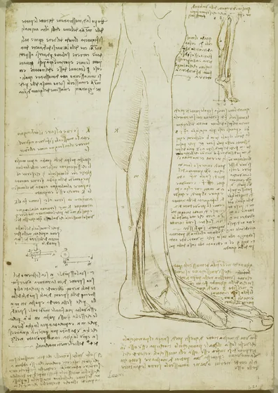 Études anatomiques du mouvement du talon et de la cheville, et recherches sur les muscles du mollet