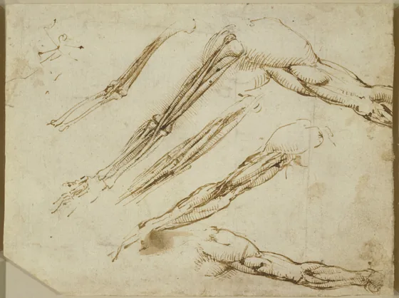 Études anatomiques des muscles des bras