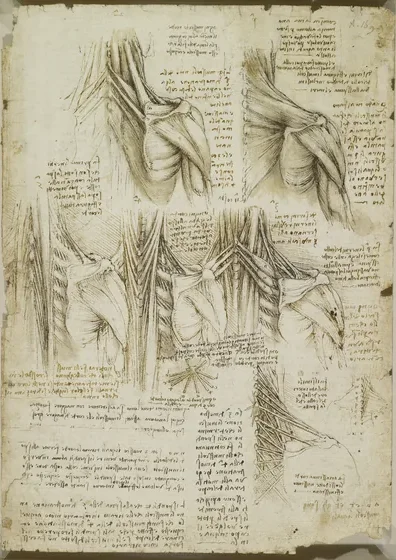 Études anatomiques des muscles du dos
