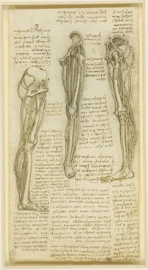 Études anatomiques des muscles de la jambe