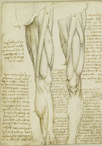 Anatomical Studies of the Muscles of the Leg