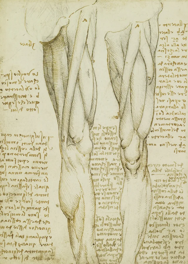 Estudios anatómicos de los músculos de la pierna, Leonardo da Vinci