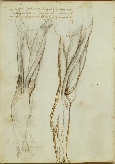 Anatomical Studies of the Muscles of the Leg