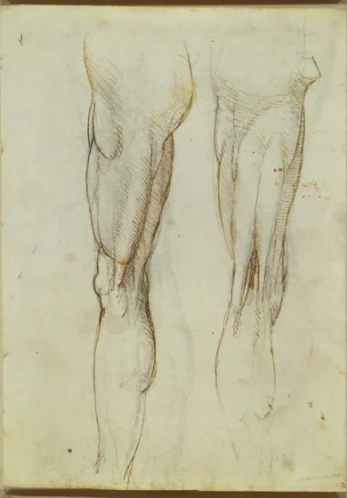 Anatomical Studies of the Muscles of the Leg