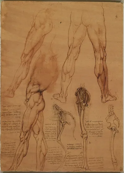 Anatomical Studies of the Muscles of the Legs and a Comparison of these Muscles in Man and Horse