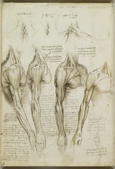 Anatomical Studies of the Muscles of the Neck, Shoulder, Chest and Arm