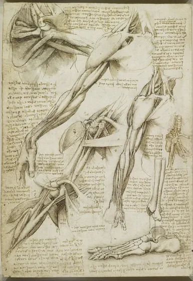 Anatomical Studies of the Muscles of the Shoulder and Arm