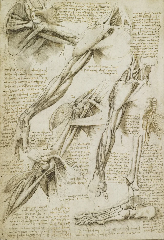 Estudios anatómicos de los músculos del hombro y del brazo