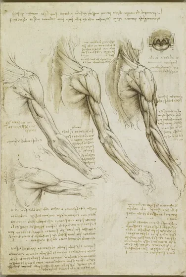 Anatomical Studies of the Muscles of the Shoulder and Arm