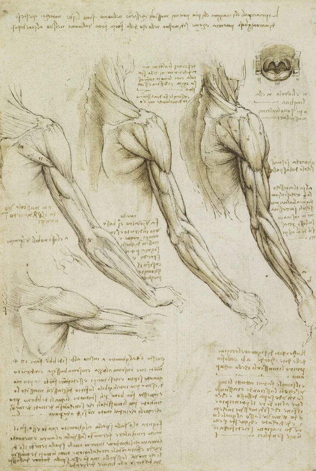 Estudios anatómicos de los músculos del hombro y del brazo, Leonardo da Vinci