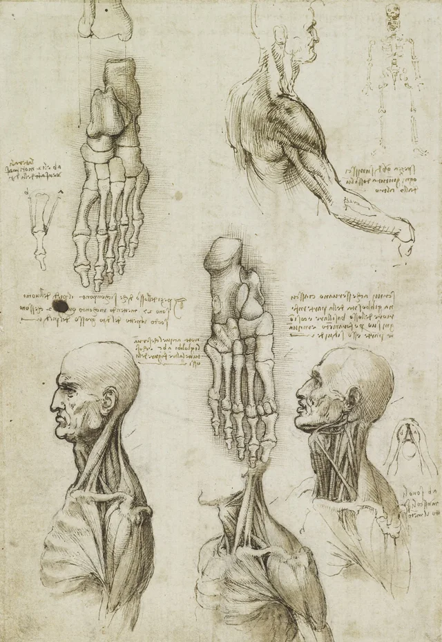 Estudios anatómicos de los músculos del hombro y del cuello y de la estructura ósea del pie