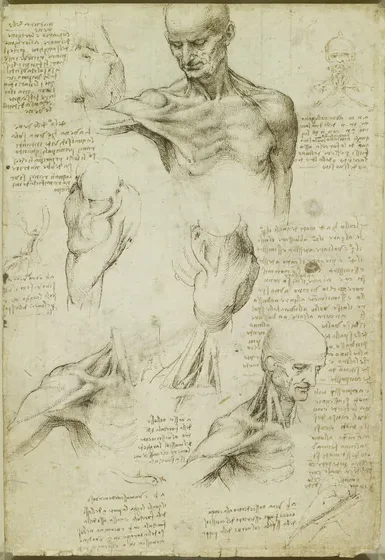 Études anatomiques des muscles de l'épaule et de la mécanique de stabilisation de l'articulation de la clavicule