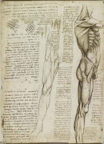 Études anatomiques des muscles du torse et de la jambe