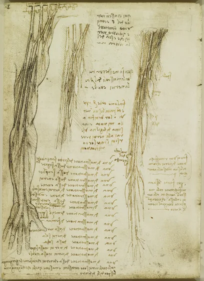 Anatomical Studies of the Nerves of the Arms and Hand
