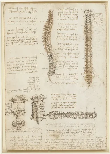 Études anatomiques de la colonne vertébrale