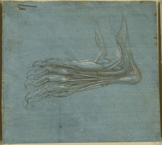 Étude anatomique d'une patte d'ours