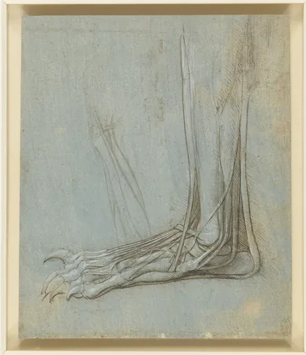 Étude anatomique d'une patte d'ours