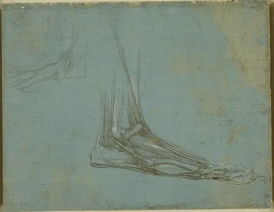 Étude anatomique d'une patte d'ours