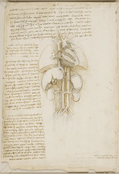Anatomical Study of the Heart and Lungs