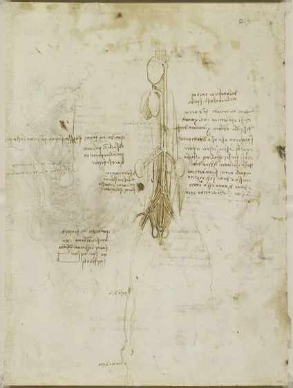 Anatomical Study of the Heart, Liver and Blood Vessels of the Abdomen and Testicles of an Animal, probably a Horse