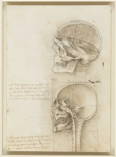 Anatomical Study of the Human Skull in Sagittal Section, Seen from the Side