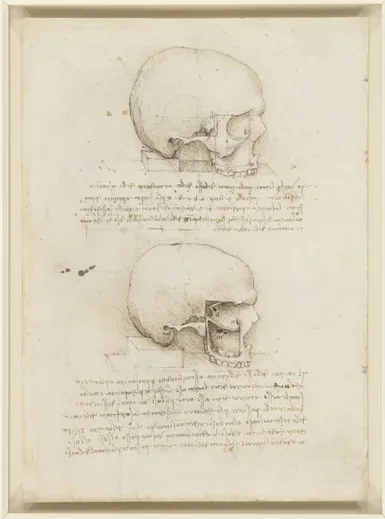 Anatomical Study of the Human Skull in Side View, showing the Eye Sockets and Maxillary Sinus
