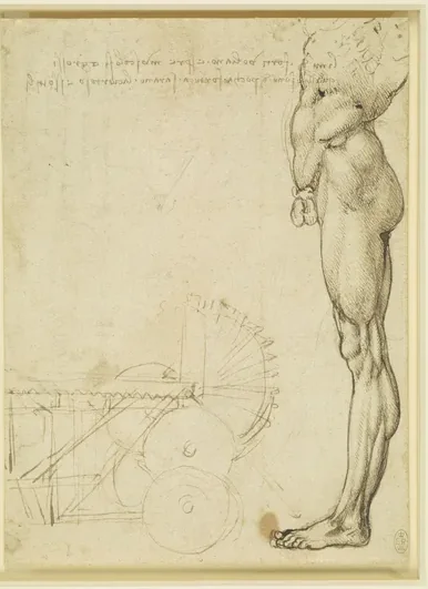 Anatomical Study of the Muscles of the Leg