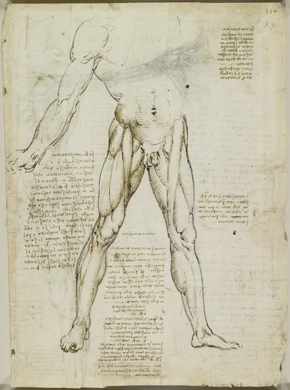 Anatomical Study of the Muscles of the Legs