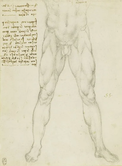 Anatomical Study of the Muscles of the Legs