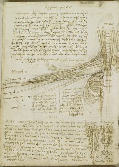 Étude anatomique des muscles du cou, de l'épaule et du bras
