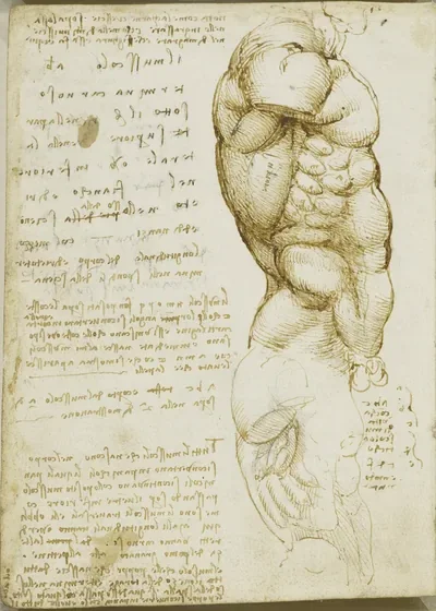 Étude anatomique des muscles du côté du torse