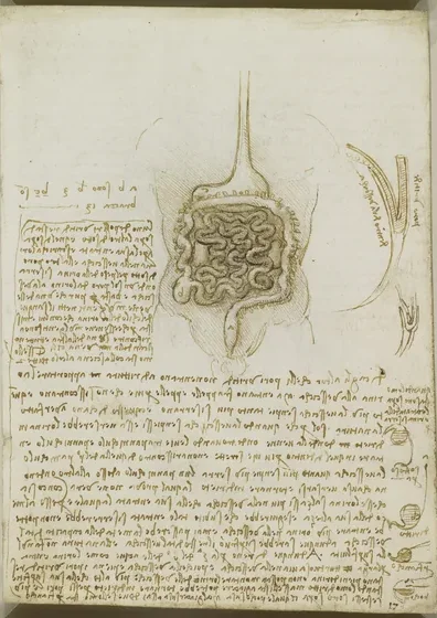 Anatomical Study of the Stomach, Intestines and Physiology of the Kidneys and Bladder