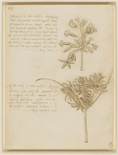 Tiges fleuries de deux espèces de laîche : le scirpe des lacs (Schoenoplectus lacustris) et le souchet (Cyperus spec.)