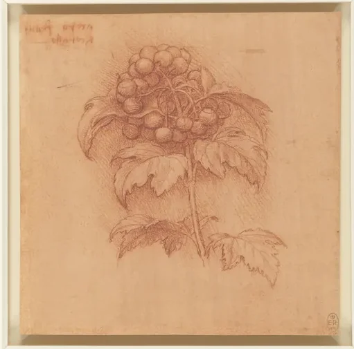 Rameau fructifère de viorne obier (Viburnum opulus)