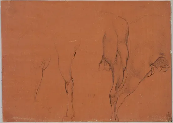 Études de cheval