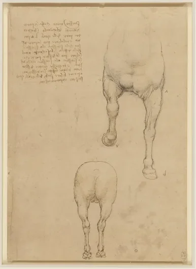 Études de cheval