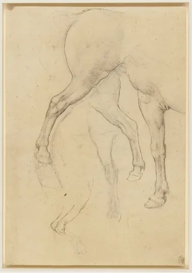Horse Studies
