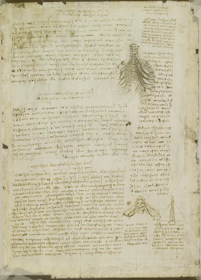 Notes and Illustration Analysing for Muscles responsible for the Movement of the Ribcage