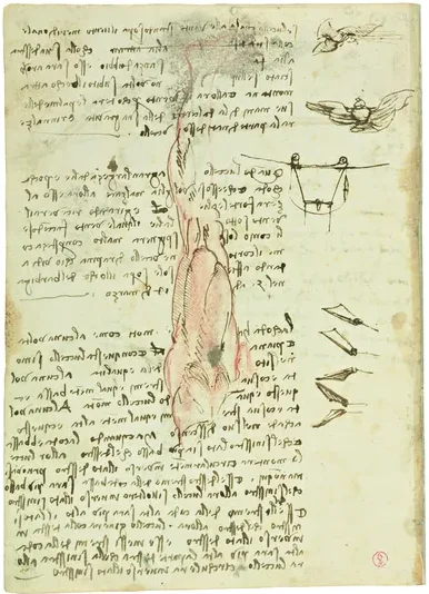 Notes sur le vol descendant et ascendant et dessin anatomique d'une jambe