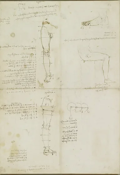 Notes on the Proportions of the Leg