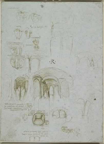 Coupe du cœur avec le ventricule gauche et la valve mitrale