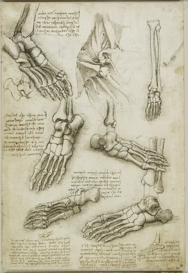 Études de l'anatomie de l'épaule et du pied