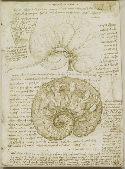 Studies of the Blood Supply of a Foetal Calf in utero