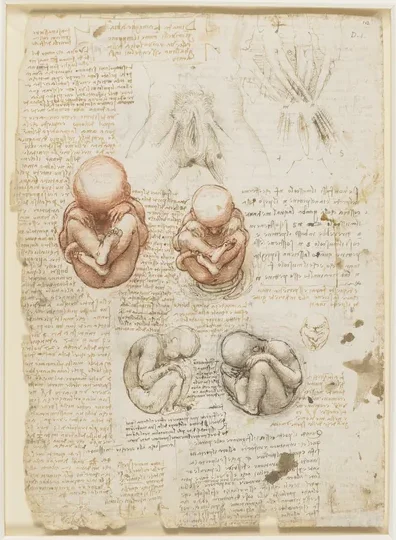 Studies of the Foetus in the Womb and of the Structure and Size of the Female Genitalia
