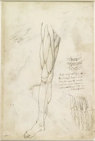 Études du fonctionnement des muscles intercostaux (à droite) et des muscles de la jambe