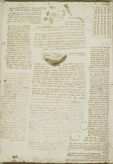 Études du mouvement de la langue